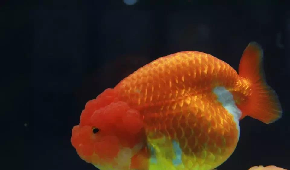 原创如何挑选兰寿金鱼?听说,90%的新手都曾踩过坑,你中招了吗?