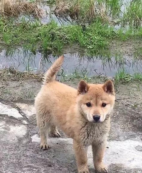 农村中纯正的土狗,基因比肩品种犬,有些更是猎犬中的佼佼者
