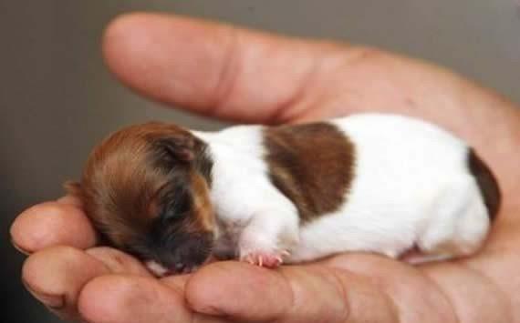 原创世界上最小的狗,比茶杯还小的狗狗(只有7.62厘米)