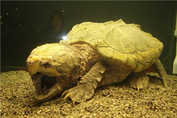 最常见的巴西龟平均寿命只能活