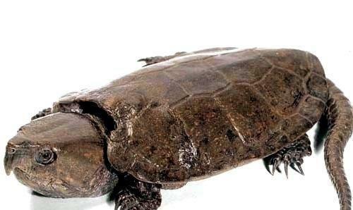 大头龟 亚洲还是鳖的主要分布区