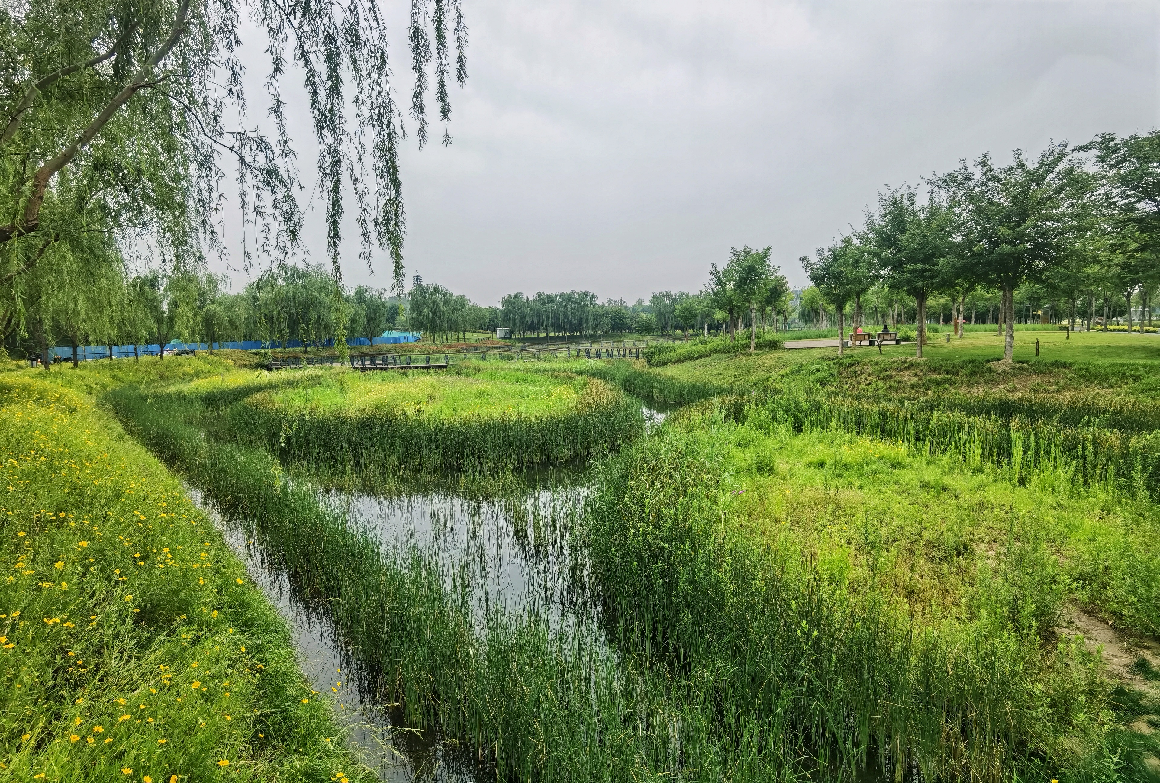 河南郑州龙湖湿地公园的雨后景观真是绿色养眼