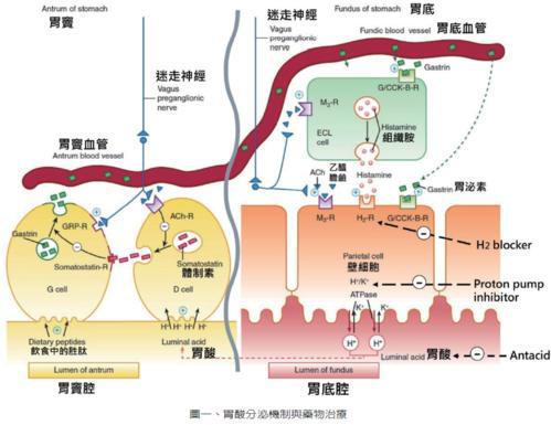 罗沙替丁—— h2受体拮抗剂的后起之秀_胃酸