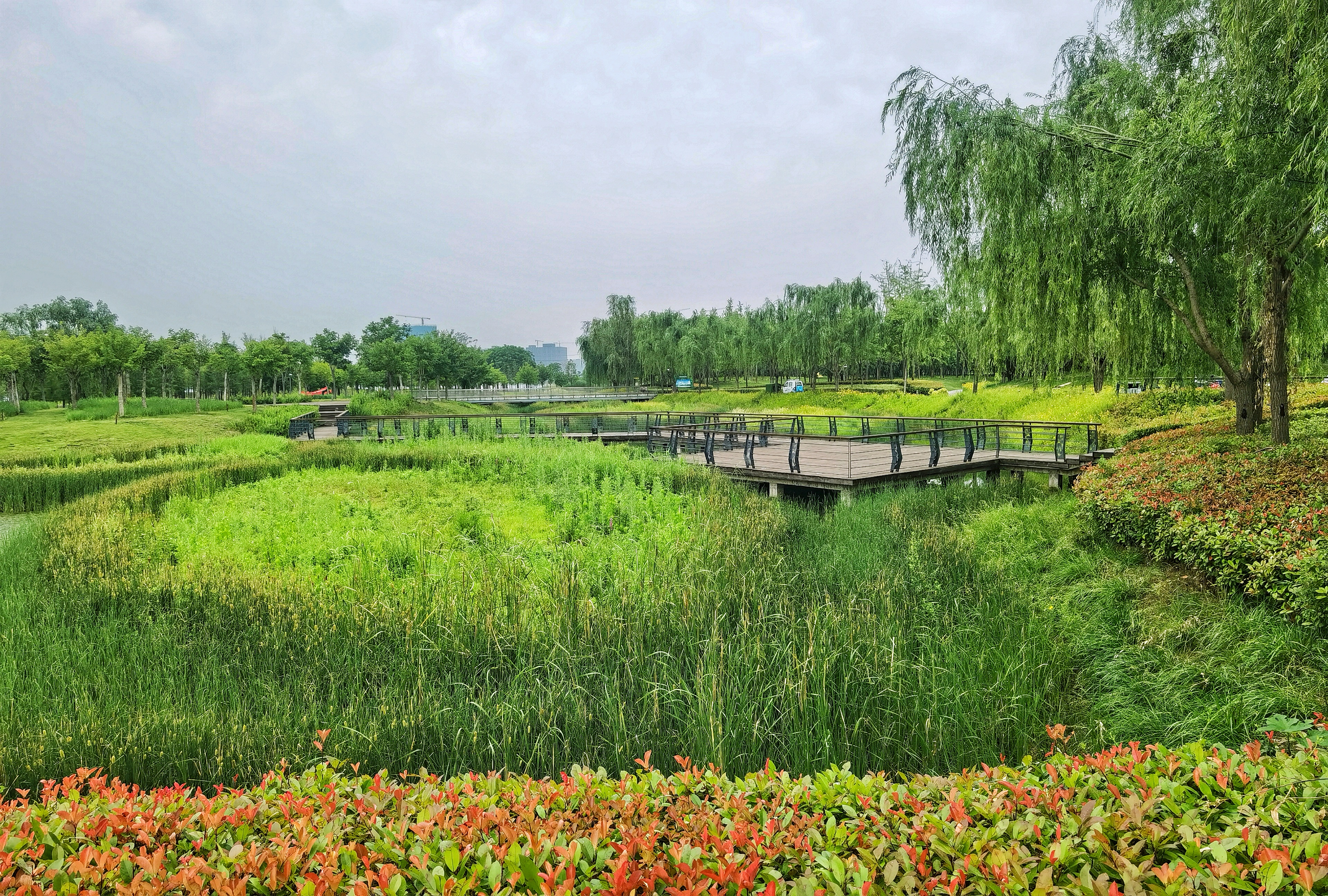 河南郑州龙湖湿地公园的雨后景观真是绿色养眼