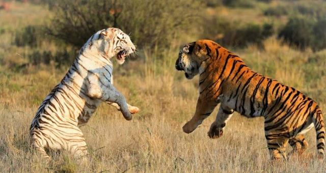 原创东北虎vs孟加拉虎的打斗现场谁才是虎中霸主场面十分激烈