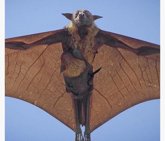 原创世界上最大的蝙蝠,双翼张开1.8米,网友:吓到尿裤子