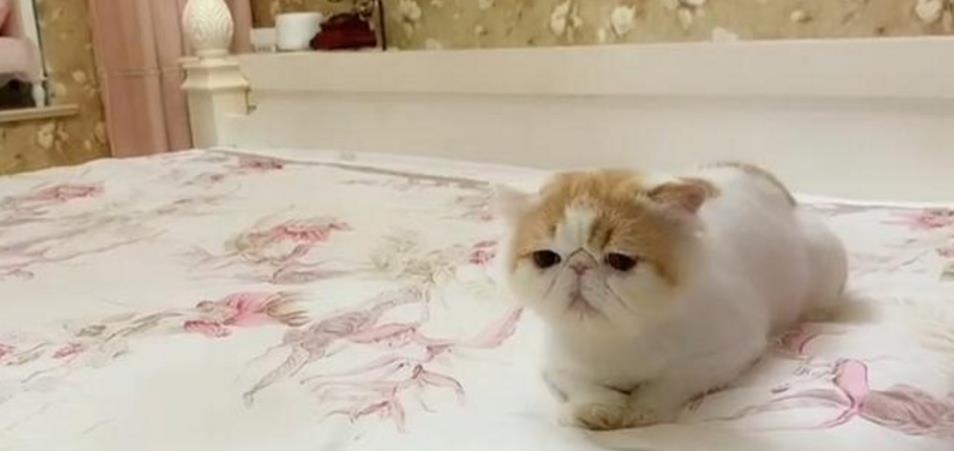 加菲猫意外走失,一个月后它画风突变,这是去参加变形记了?