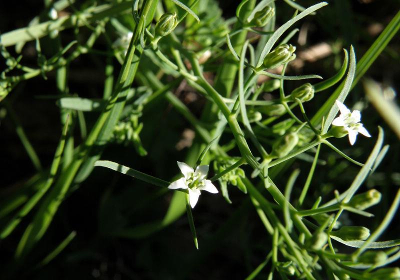 野外一植物,人称"青龙草",鼻炎,肺炎,咽炎,肾炎均可治