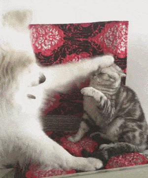 猫狗双全乐趣多,狗狗总被猫咪欺负?那你是没见过猫落