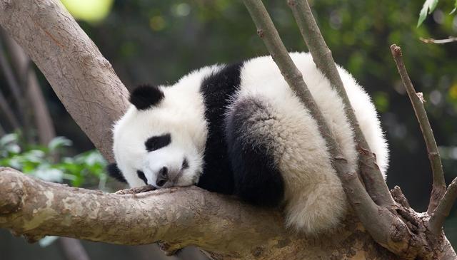 睡着的熊猫宝宝,也是那么可爱,人气满满.(图片来自东方ic)