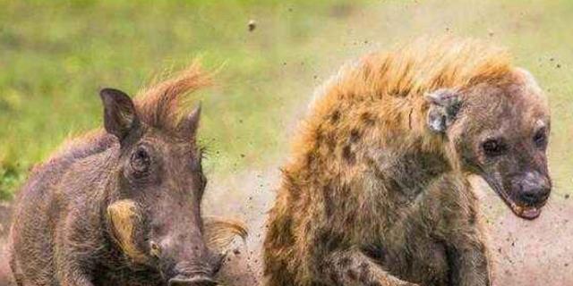 原创疣猪最后的觅食,没想到被20头鬣狗盯上,镜头记录它生命最后一刻