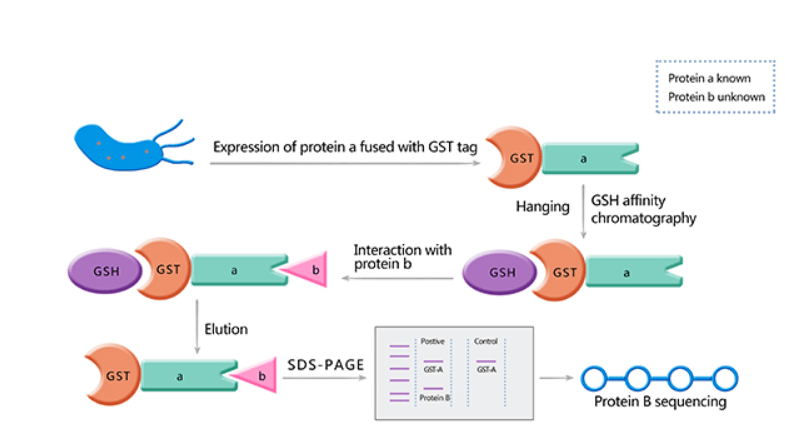 gst pull down实验步骤