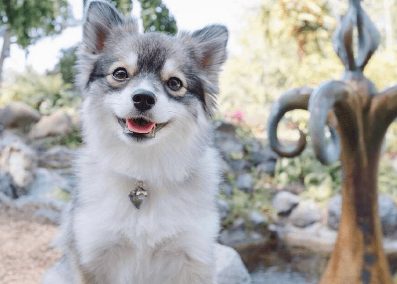 原创惊艳这些混血犬真是萌翻人了猜猜我是混哪的