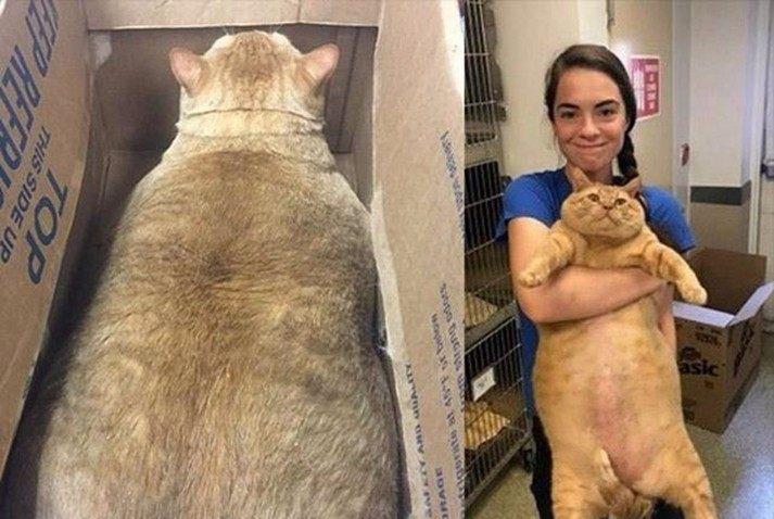 橘猫体重爆表胖成球,被逼无奈踏上跑步机,满脸都写着不愿意