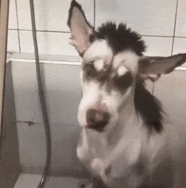 哈士奇被剃成驴,二哈一脸生无可恋