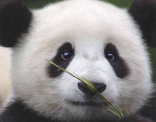 可爱的大熊猫,其实最早是吃肉的.