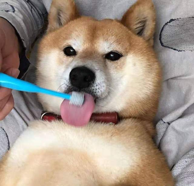 柴犬一定要有豆豆眉吗没有就不纯种