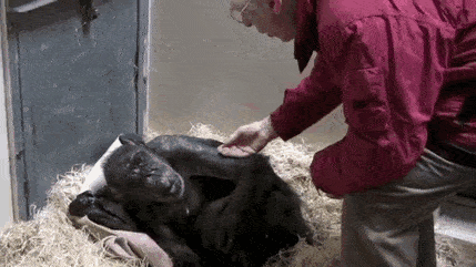 ▼发现这是自己的老朋友后,虚弱趴在地上的mama突然露出了笑容,还给了