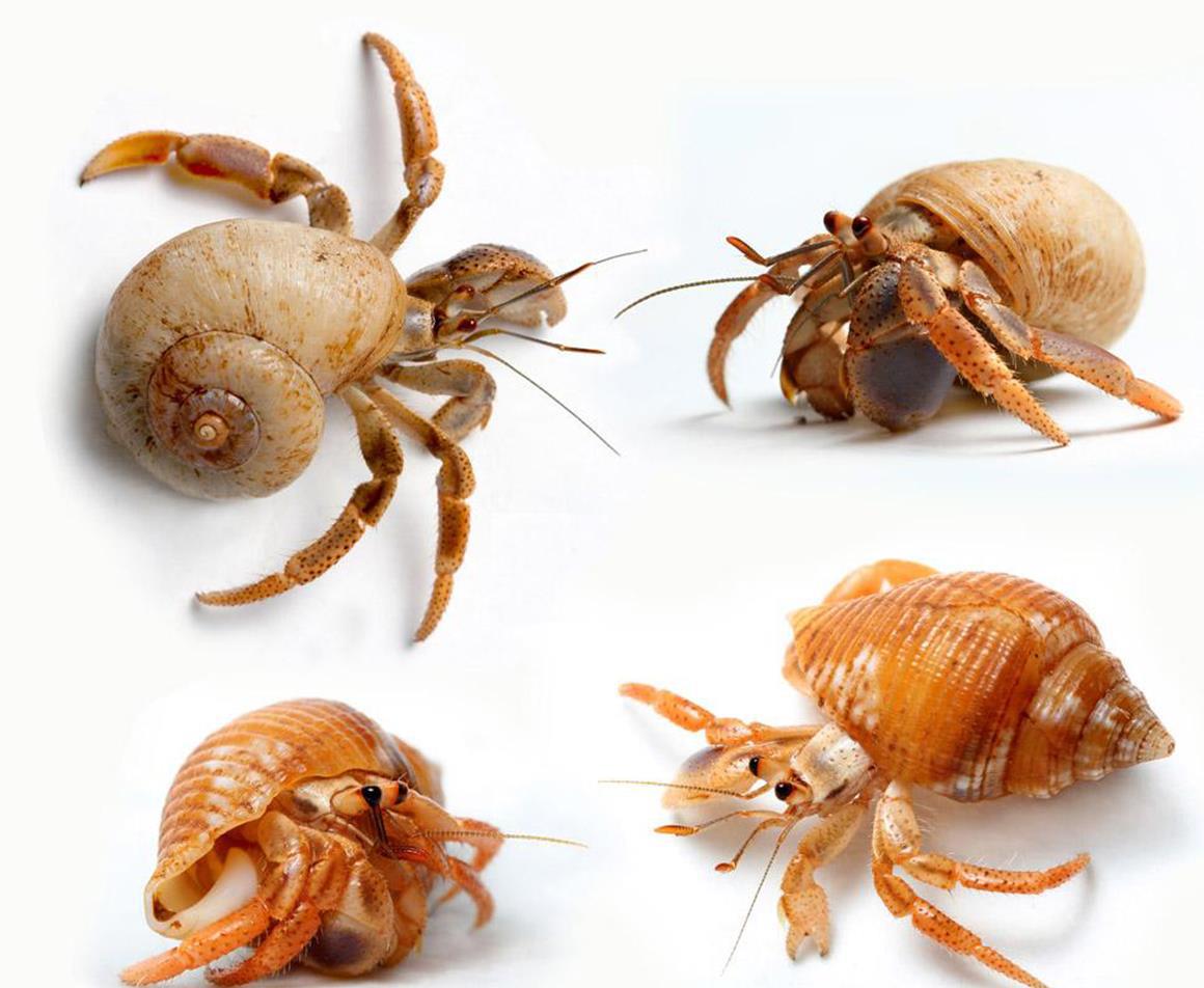 会淹死的螃蟹:交配工具都是为了房子而进化,包租公寄居蟹的精致生活