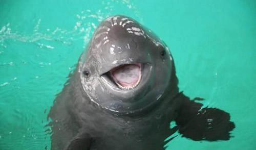 地球上最小的鲸鱼,体长最大1.6米,长江江豚濒临灭绝