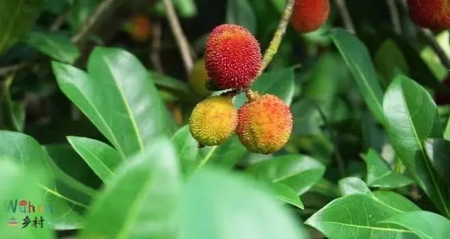 来黄陂实现杨梅自由,get初夏好滋味!