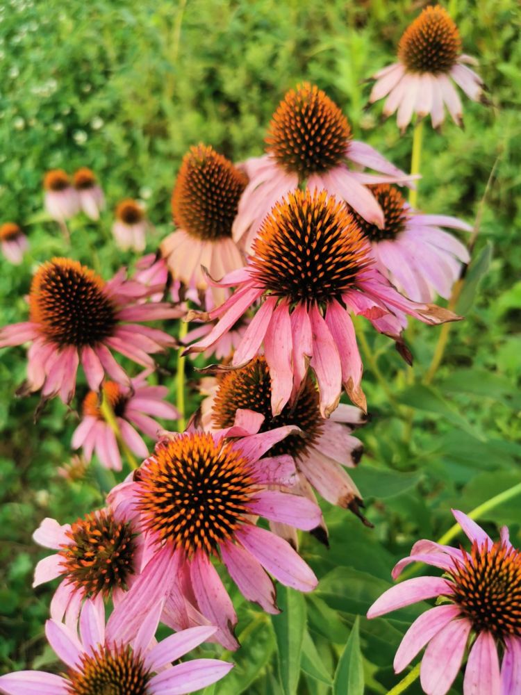 原创院子里养一片松果菊,长得可爱花量大,一开花就成花海