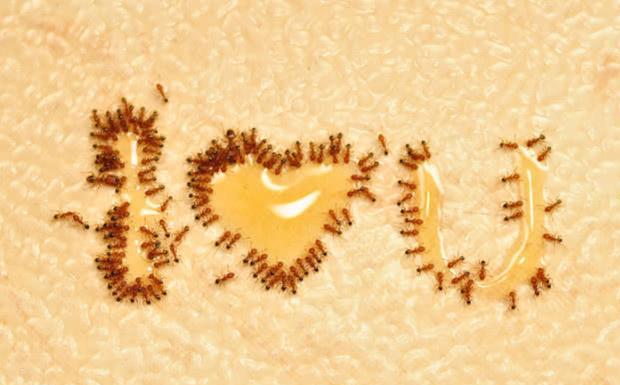 原创蚂蚁都吃什么东西?为了食物它们甚至饲养和培育其他生物!