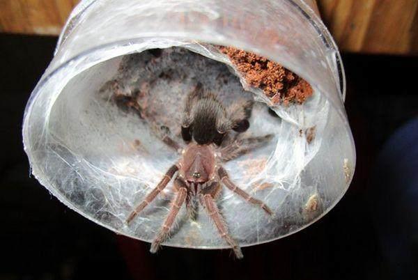 女子家中饲养上千只毒蜘蛛当宠物,自称被咬14次差点身亡