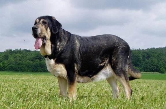世界上最大的5只狗,比人都大!_牧羊犬