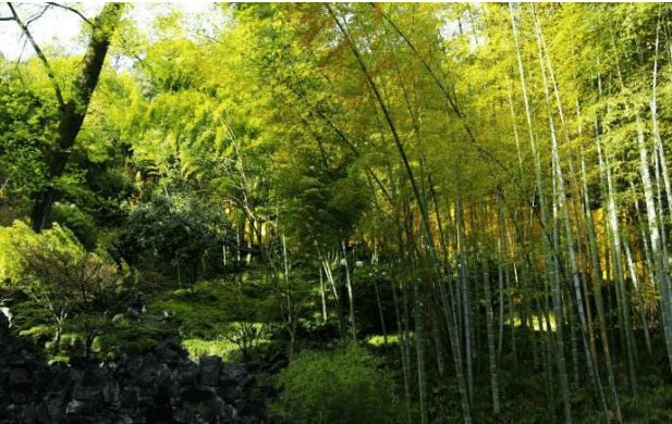 南海观世音菩萨普陀山紫竹林,它,原来是在这里拍摄的!