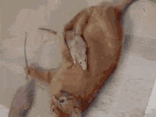 怂货猫咪怕老鼠,真是丢了猫脸!