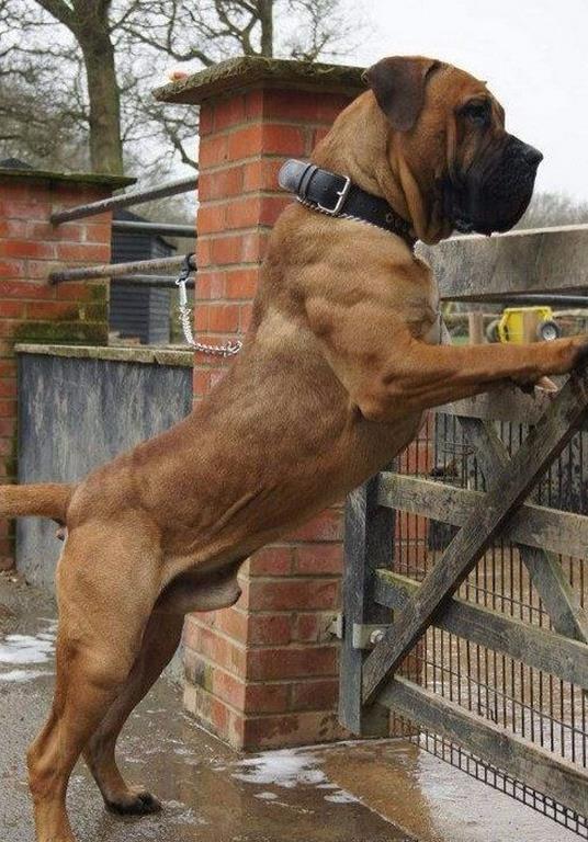 南非獒,獒类的犬种都是矮小威猛的,而南非獒的肩膀肌肉很兴旺,加上它