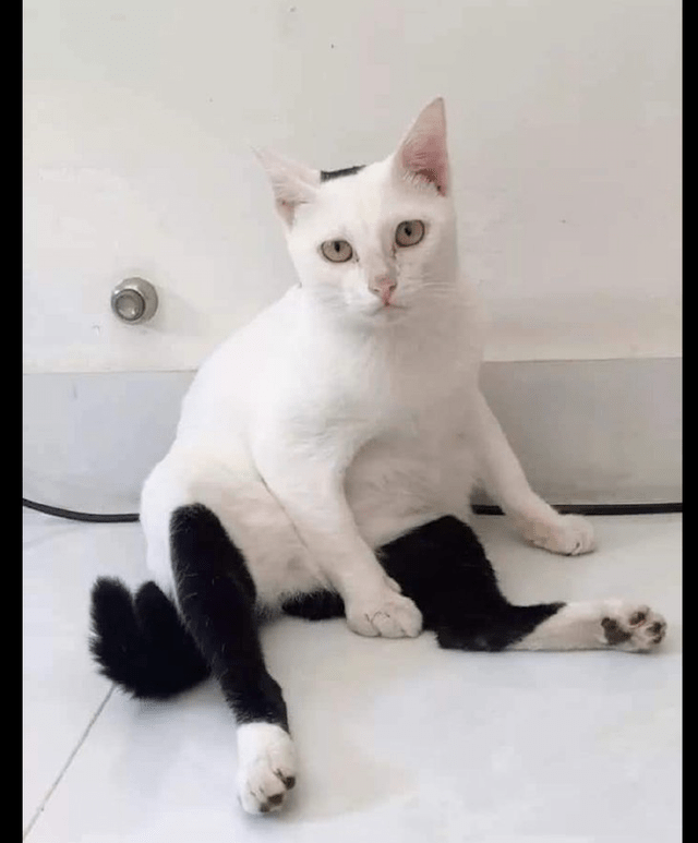 以为大夏天猫咪穿了条裤子,看清后哭笑不得,黑白猫的结合体呀!