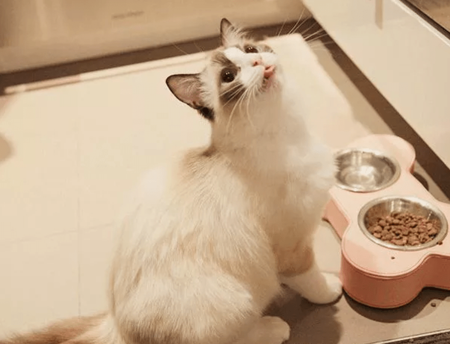 原创猫挑食不吃猫粮怎么纠正?做到这几点,轻松解决猫咪挑食