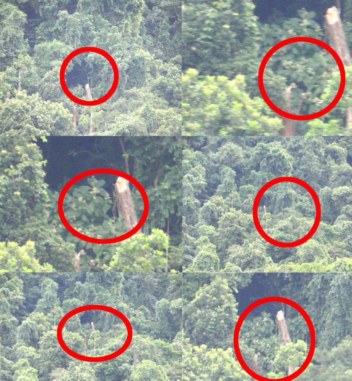 英男子遇大片倒下树木,与5月13日巴西ufo事件相似