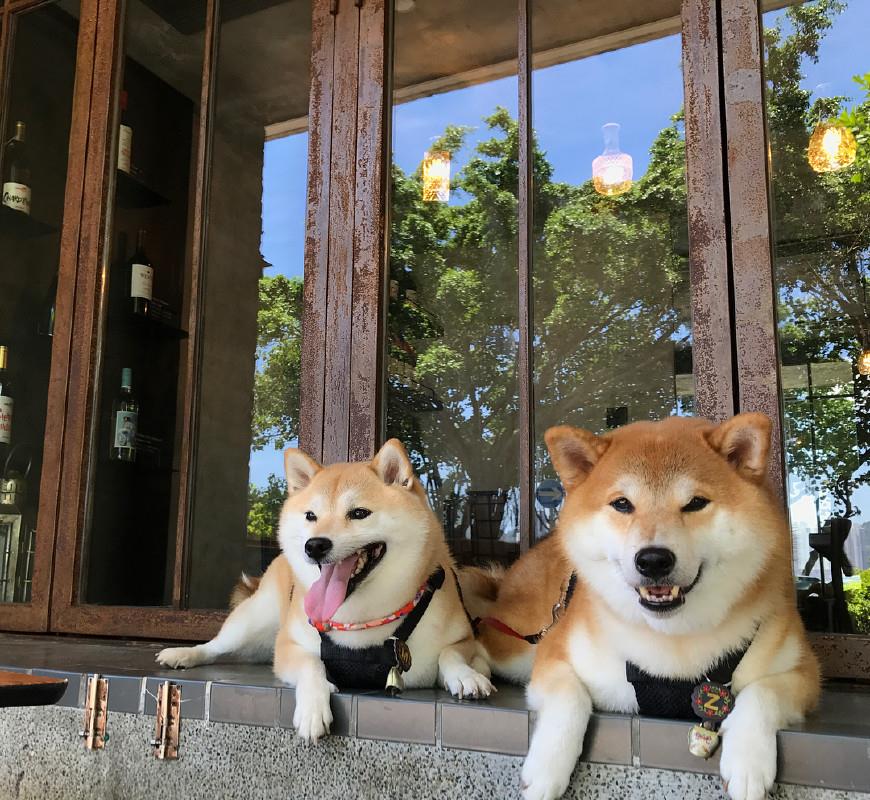 你看这两只柴犬兄弟在门口趴着等主人回来,真是太可爱了.