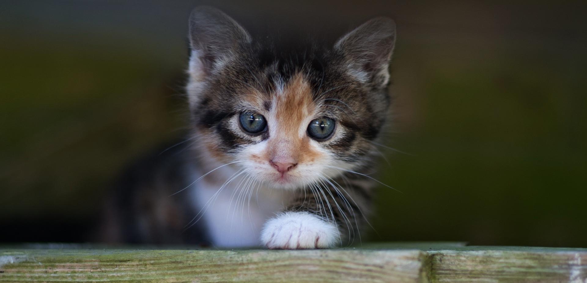 可爱的猫咪高清图片