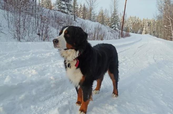 原创伯恩山犬是瑞士四种山地犬之一会避开陌生人但姿态坚定