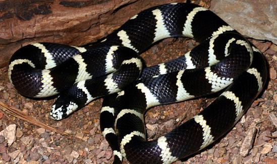 加州王蛇,一种入门级别的宠物蛇,你喜欢它吗?