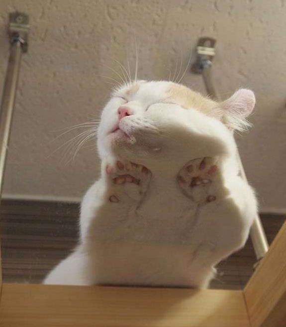 1.趴在玻璃桌上睡觉的猫咪,脸上的肉肉都压扁了.