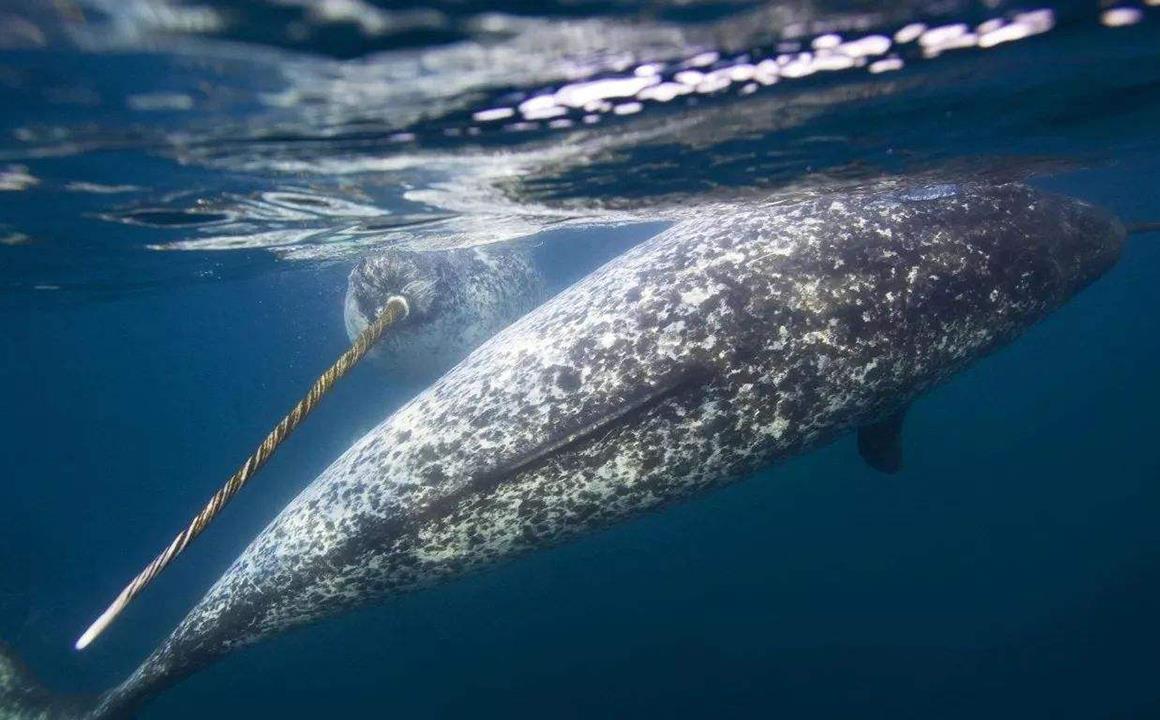 海之精灵:和独角兽同样有独角的鲸鱼?它的角是全球顶级奢侈品