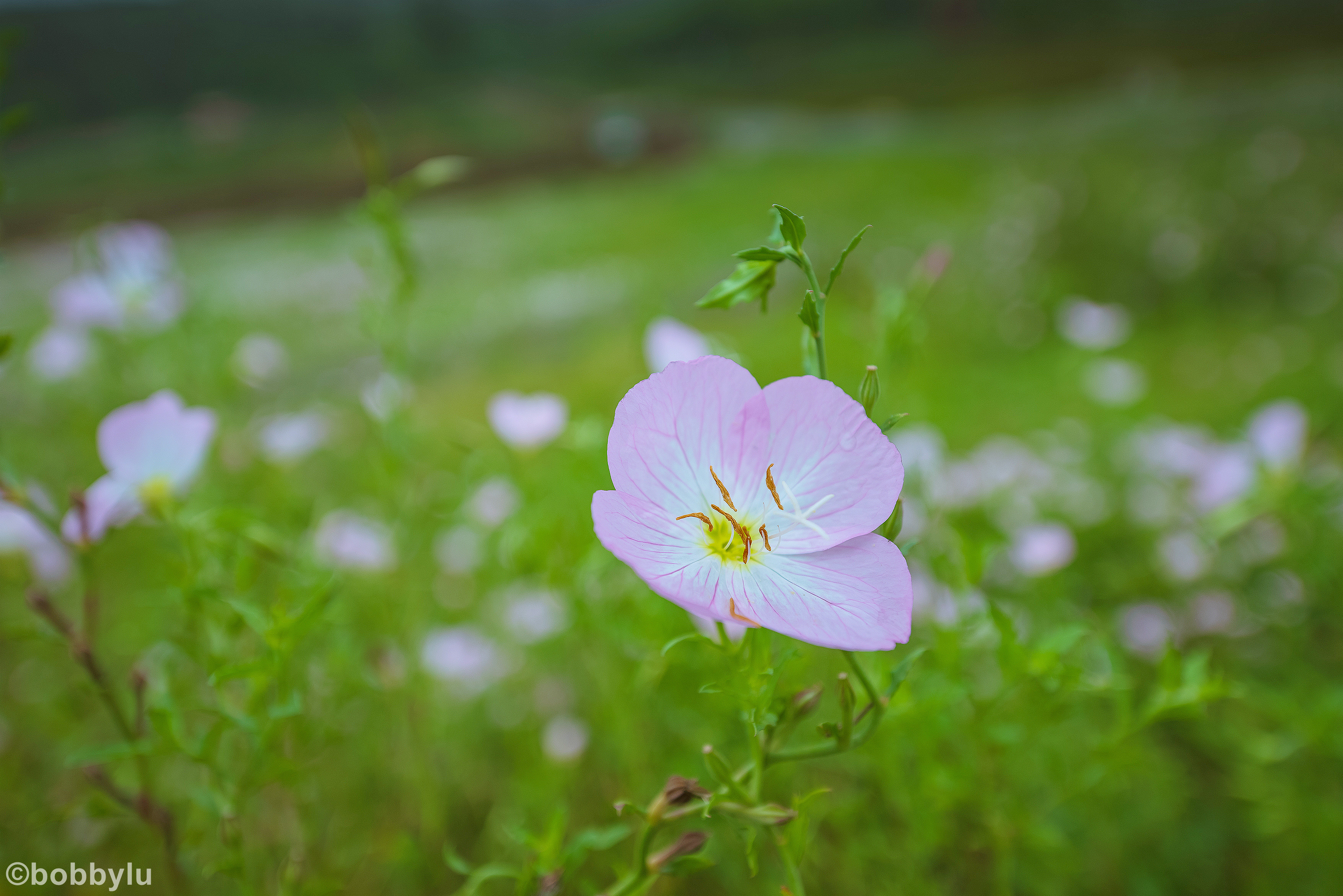 原创醉美花谷奇缘,仲夏六月里感受醉氧之旅,花团锦簇间享受清凉一夏