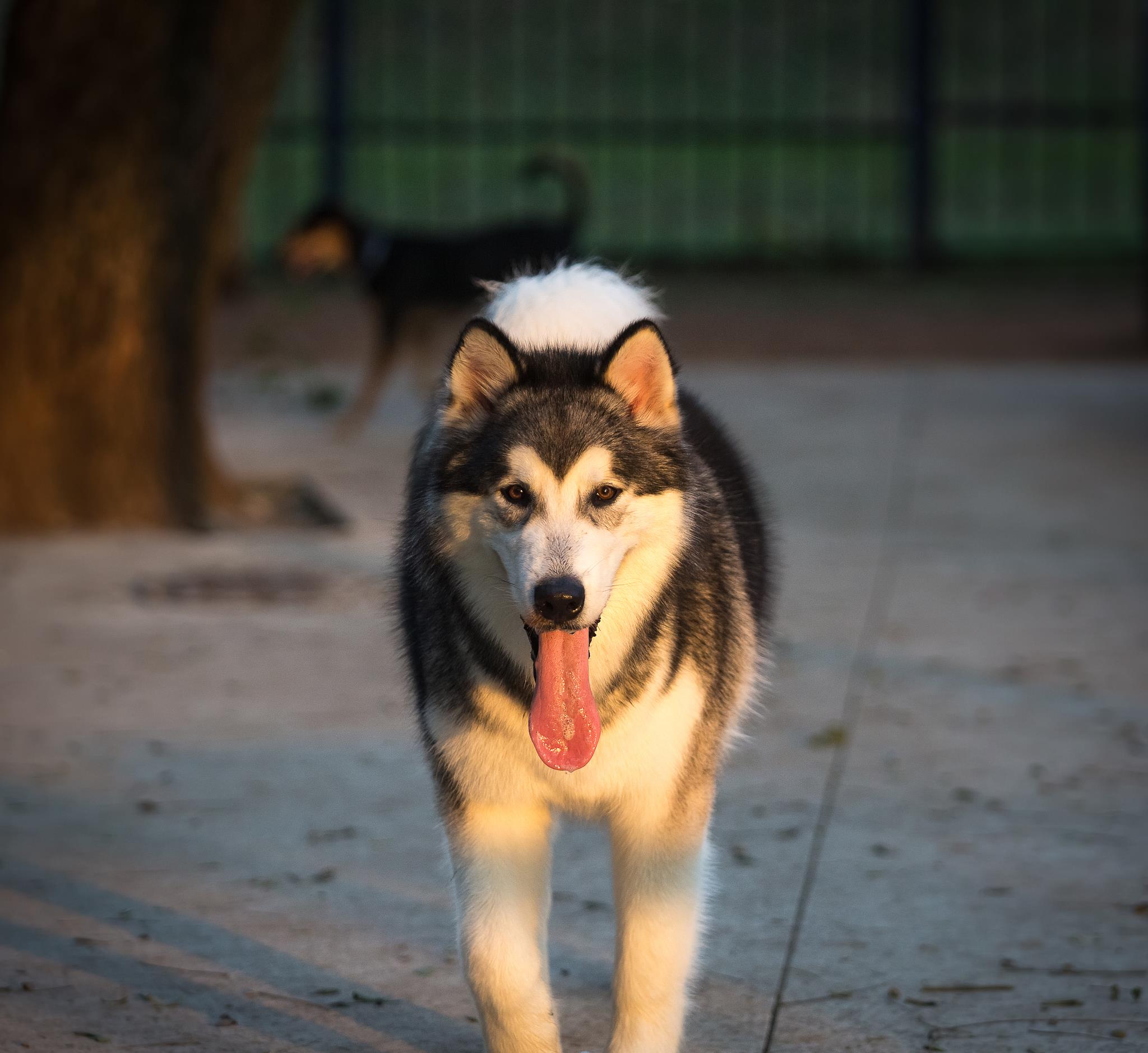 哈士奇,西伯利亚雪橇犬,简称二哈