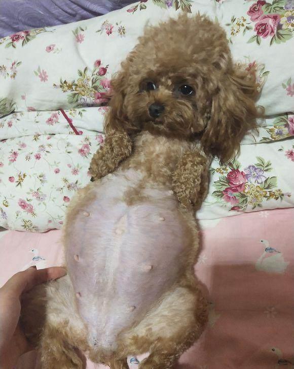 这只泰迪狗狗不幸难产,12小时后剖腹产却带来大惊喜!