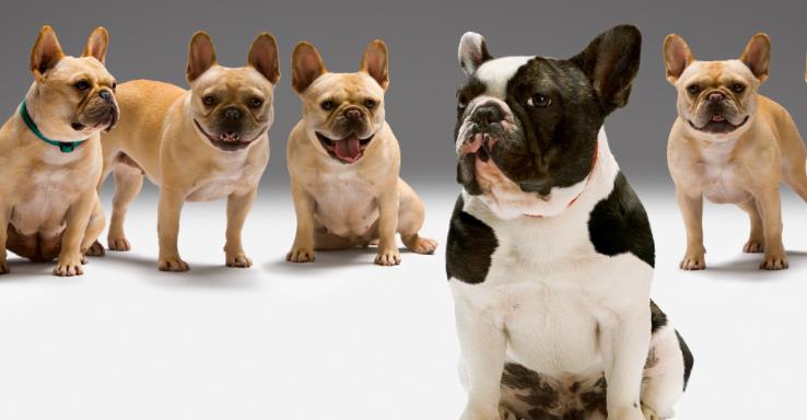 法国斗牛犬,是一种活泼,肌肉发达的狗