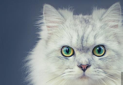 波斯猫是世界上最出名的品种了,其举止优雅,相貌迷人.