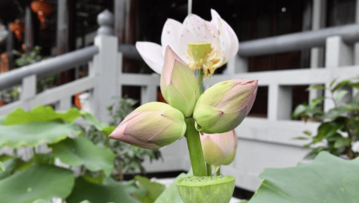 "三头并蒂莲"你见过吗?网友:祝大家好运"莲莲"!