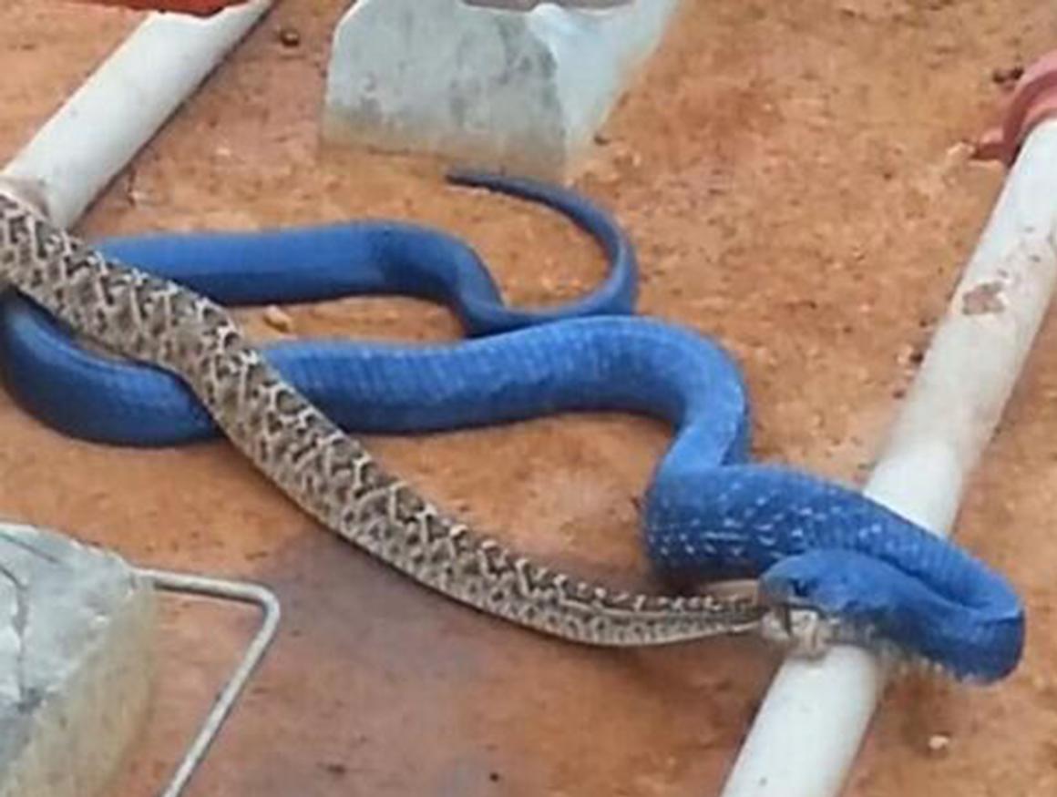 神秘的蓝蛇传说,蓝蛇自古有之,但真的蛇首有毒,蛇尾能