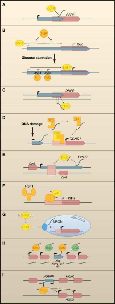 lncrna也不难一篇全看完