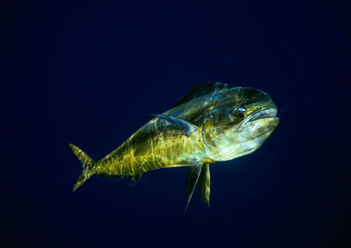 原创"海狐狸"鲯鳅,为何出水即褪色?海中漂泊76天的探险者因它获救